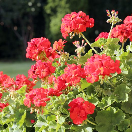 Nejlepší hnojivo na muškáty