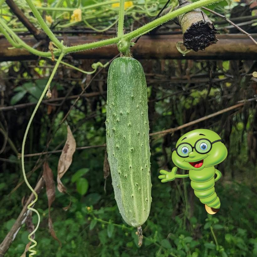 Nejlepší hnojivo na okurky