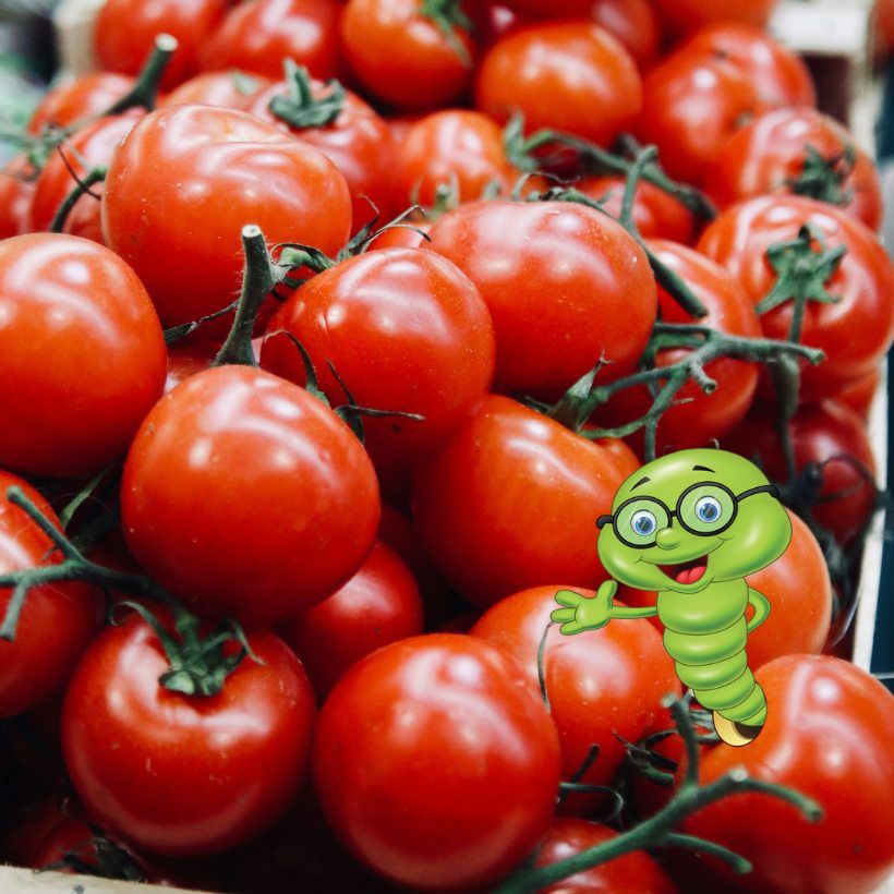 Nejlepší hnojivo na rajčata