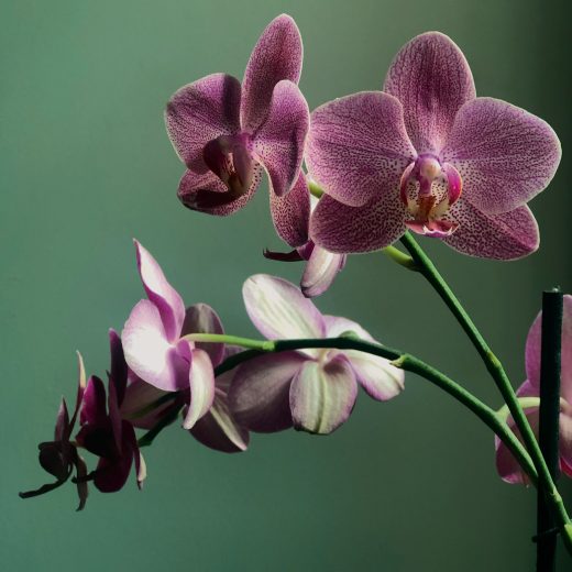 Nejlepší hnojivo na orchideje: Klíč k bohaté úrodě