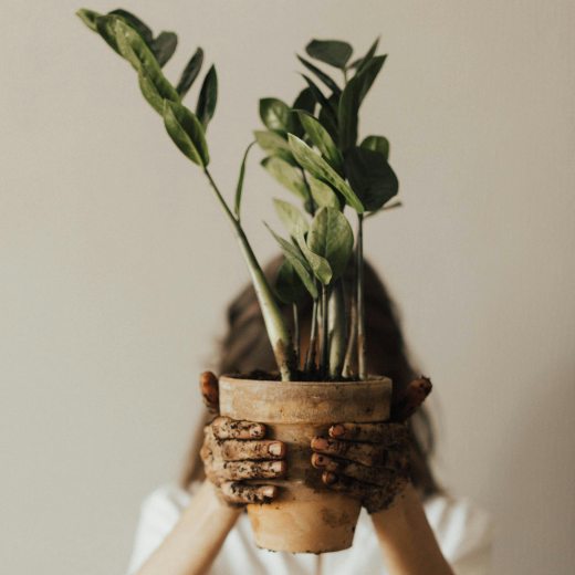 Nejoblíbenější kvetoucí pokojové rostliny