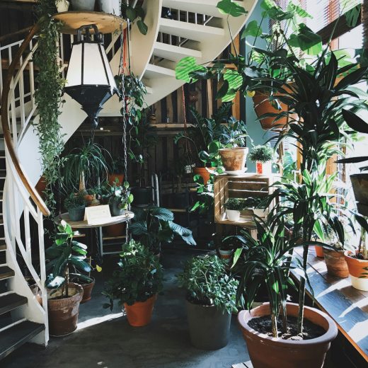 7 nejlepších nenáročných pokojových rostlin