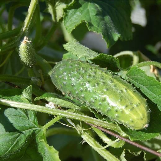 Domácí hnojivo na okurky: Jak vyrobit přírodní výživu pro bohatou úrodu