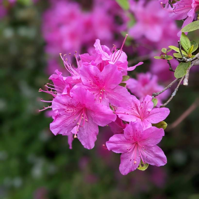 Pěstování azalek: jak dosáhnout nádherných květů?