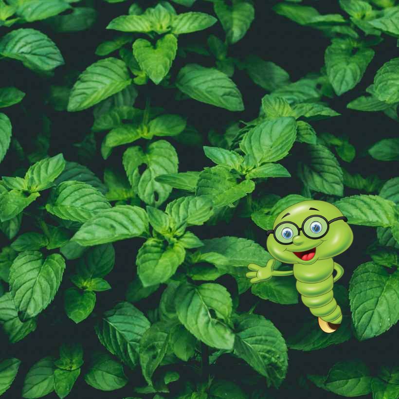 Pěstování bazalky: Tipy a triky pro bohatou úrodu