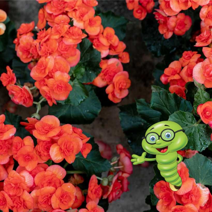 Pěstování begóni venku a v bytě: Jak na to?