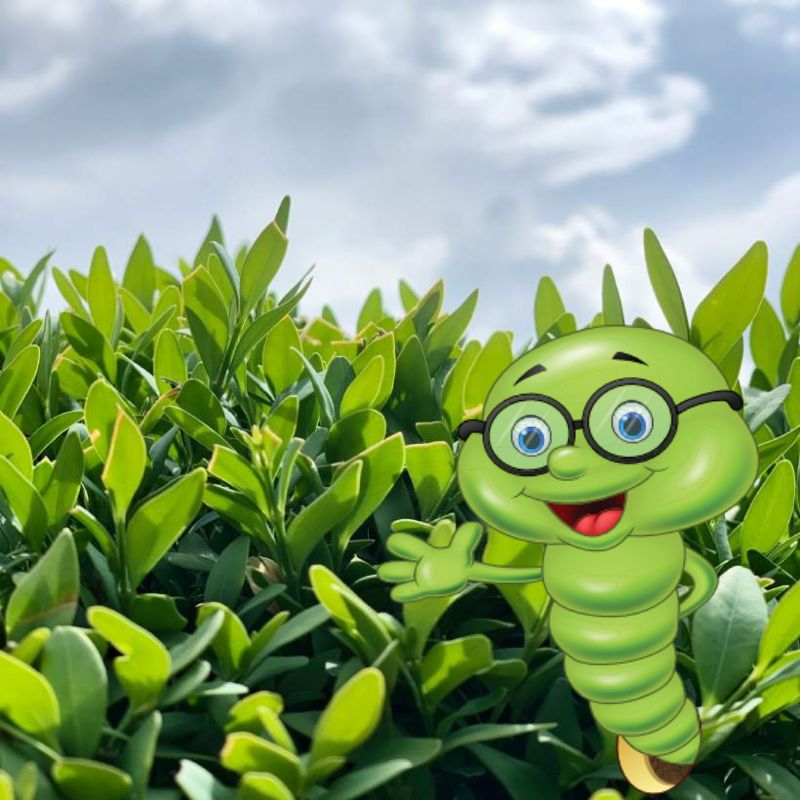 Pěstování buxusu (zimostrázu)