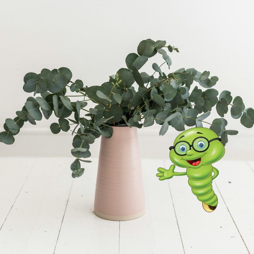 Jak pěstovat eukalyptus?