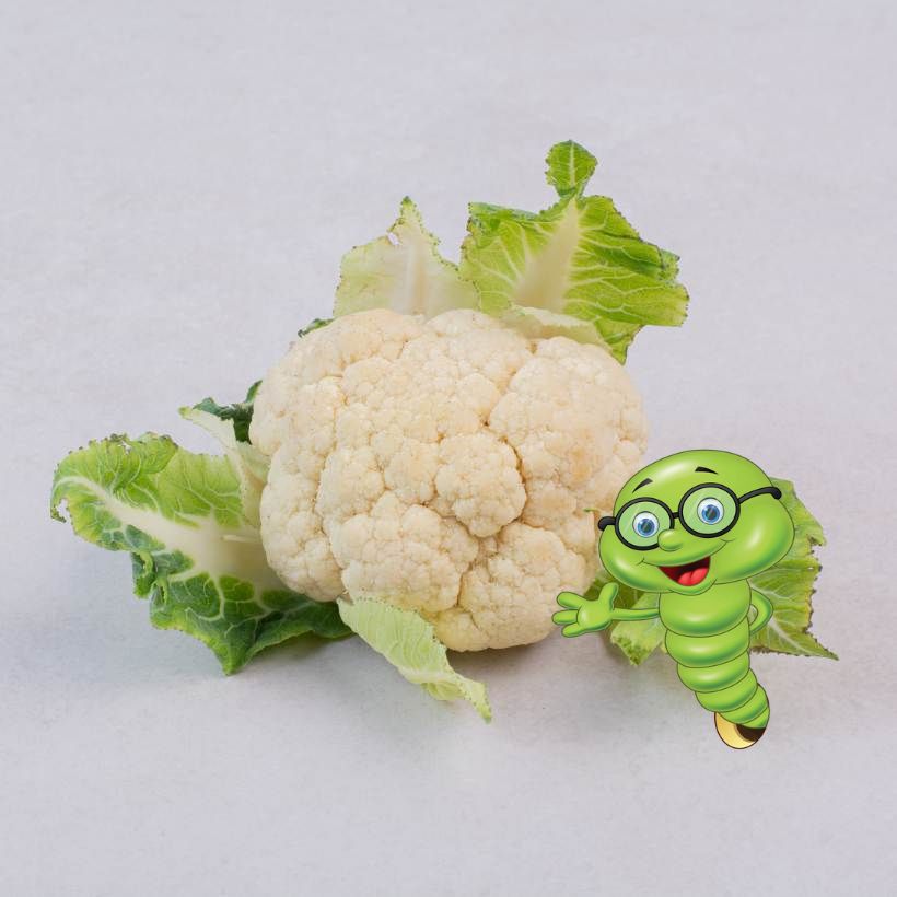 Jak pěstovat květák?