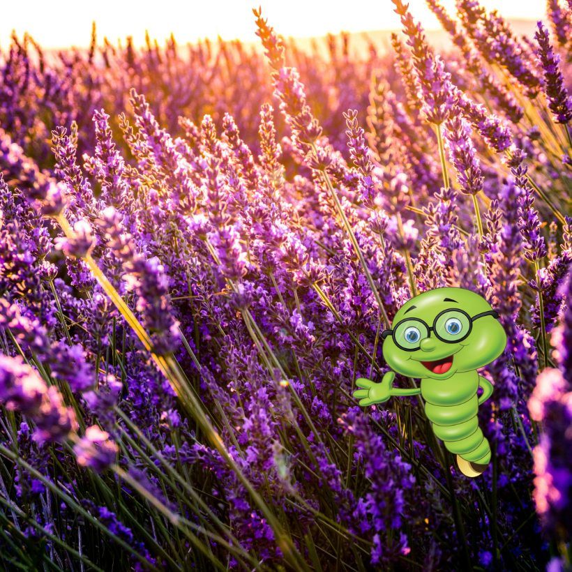 Pěstování levandule: kompletní průvodce