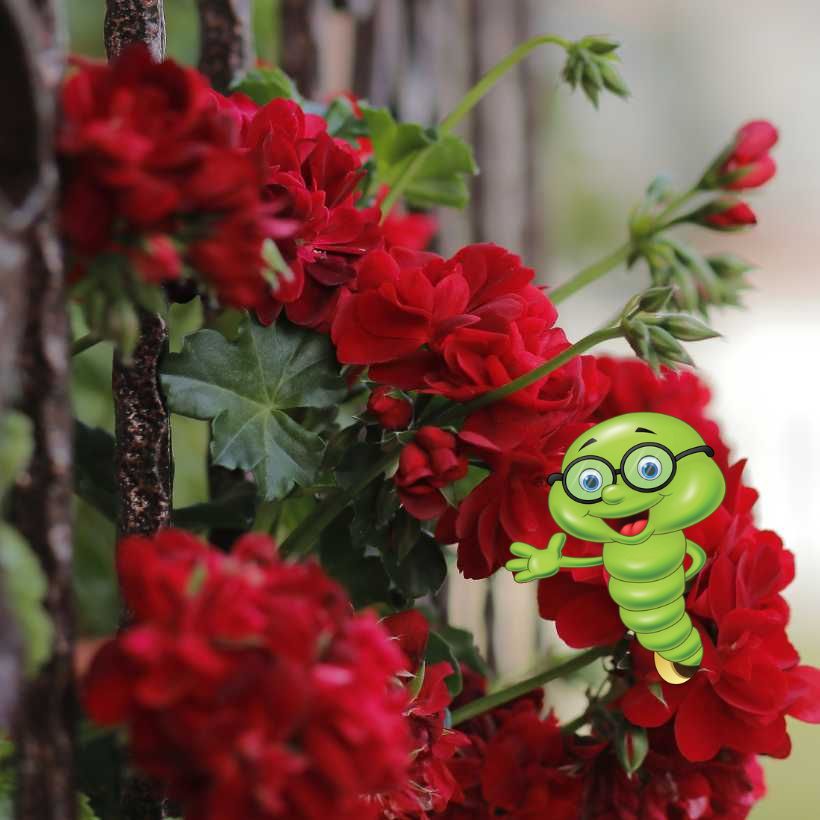 Co pěstovat na balkoně?