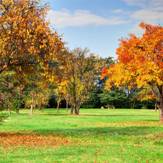 Čím hnojit záhony na podzim?