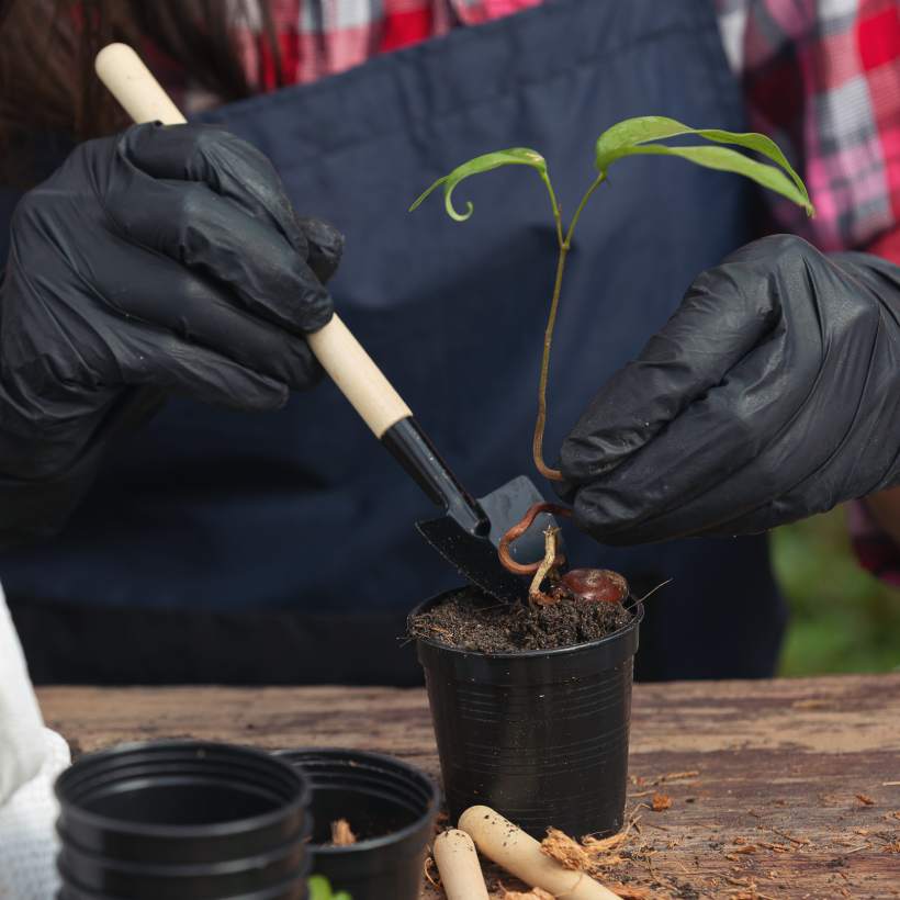 Co sázíme na podzim a jak na přípravu záhonu?