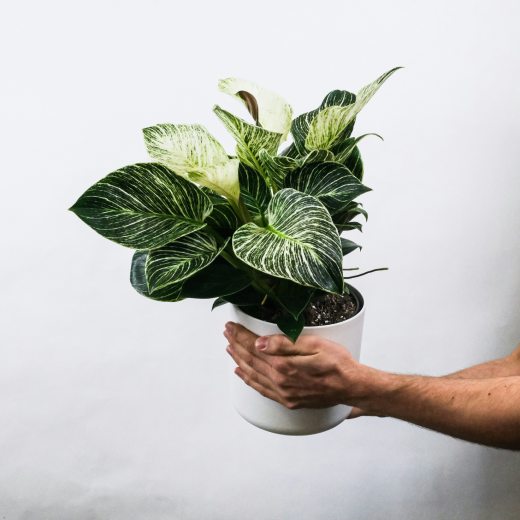 Pokojové rostliny do stínu