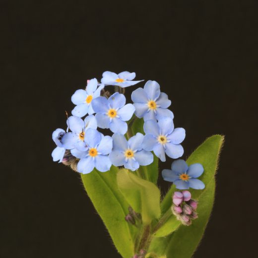 Pomněnka: Pěstování, množení a hnojení