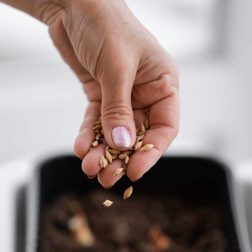 Jak si vypěstovat vlastní sadbu ze semínek: Podrobný postup