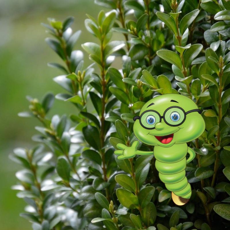 Jak daleko od sebe sázet Buxus?