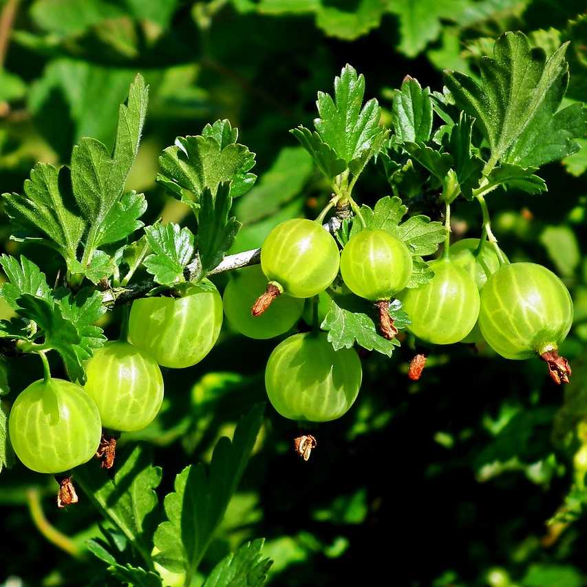 Jak a kdy stříhat angrešt?