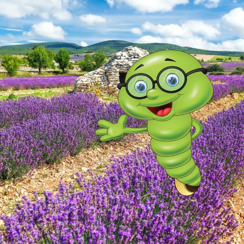 Tařička: pěstování, sázení a hnojení