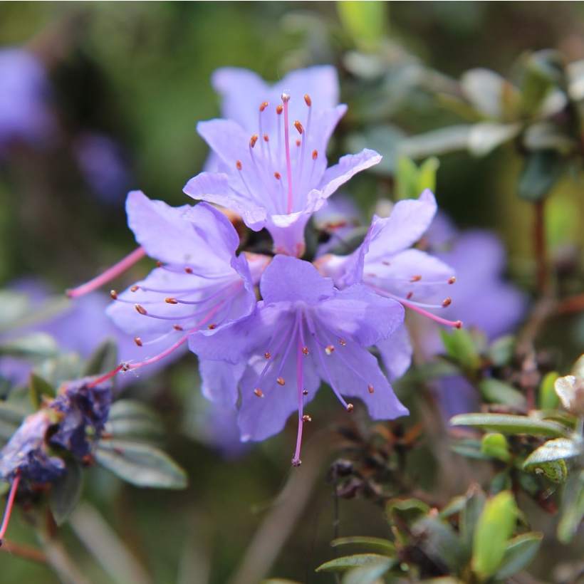 Azalka venkovní: množení, přesazování a stříhání