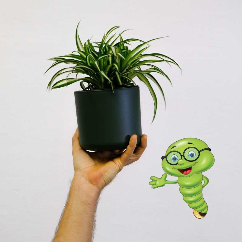 Zelenec: Praktické tipy pro pěstování a péči