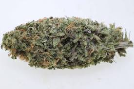 Canna_-_Tsu