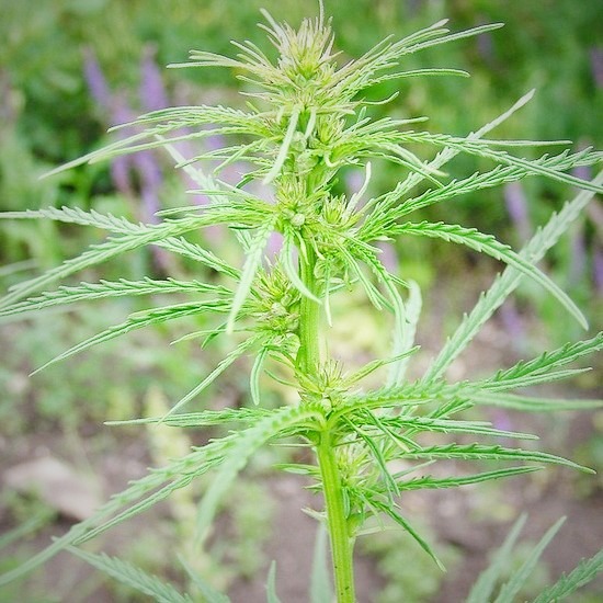Cannabis_ruderalis