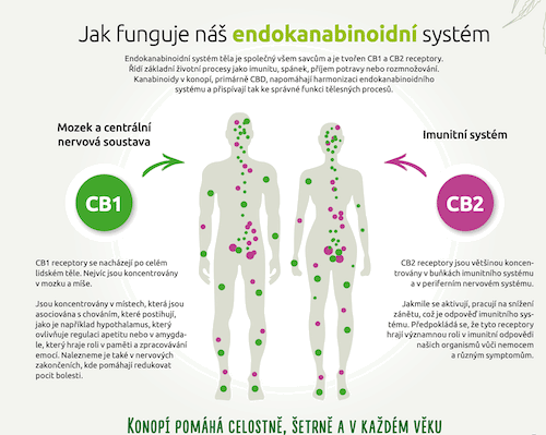 Endokanabinoidni-system