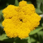 Helichrysum umbraculigerum