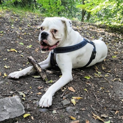 Hugo, který užíval CBD na epilepsii u psa