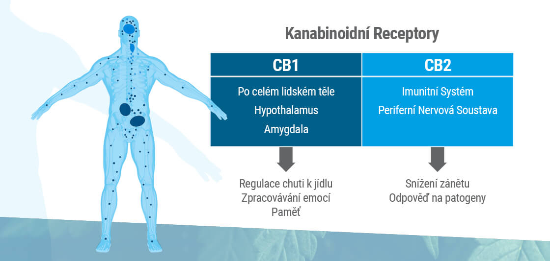Jak-pusobi-cbg