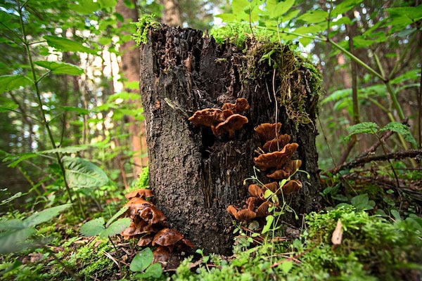 Kde se reishi vyskytuje