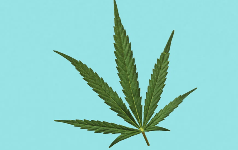 Sativa konopí