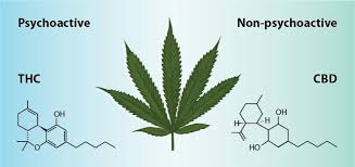 THC_ku_cbd