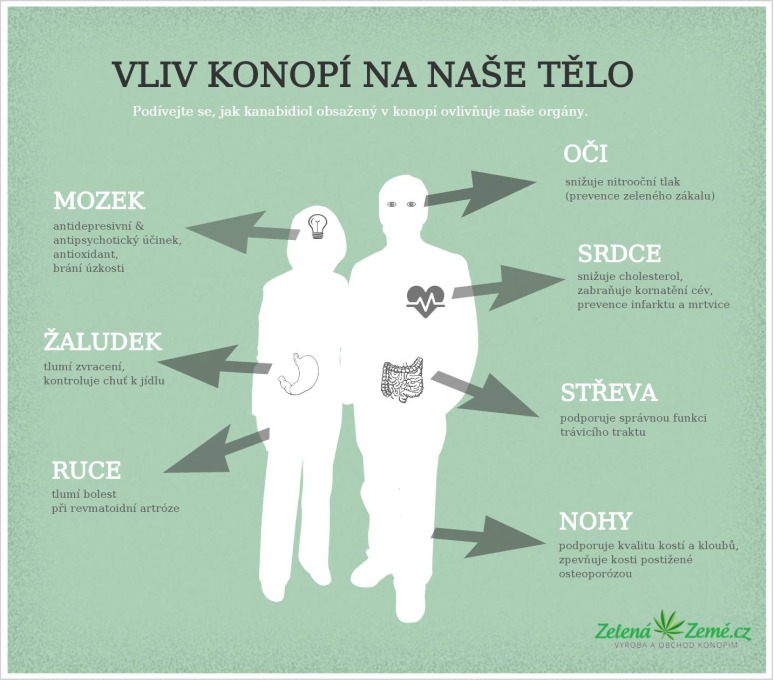 Jaký vliv má konopí na naše tělo?