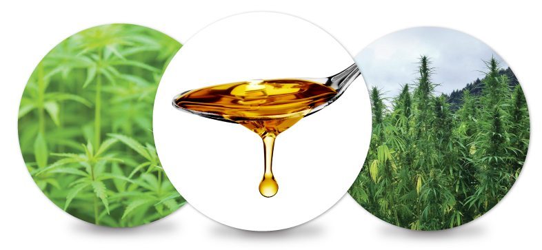 Jak vybrat CBD kapky?