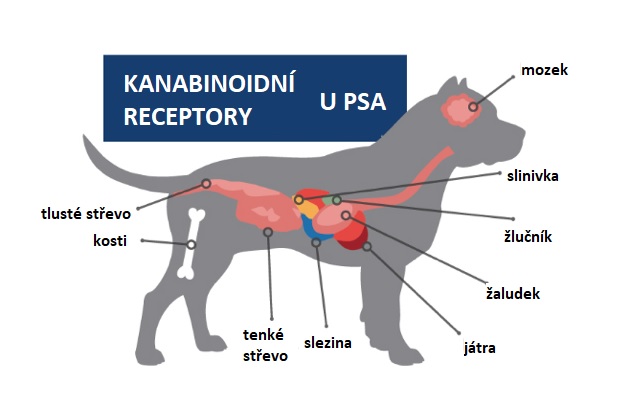 Kanabinoidní receptory u psa