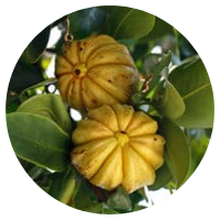 garcinia
