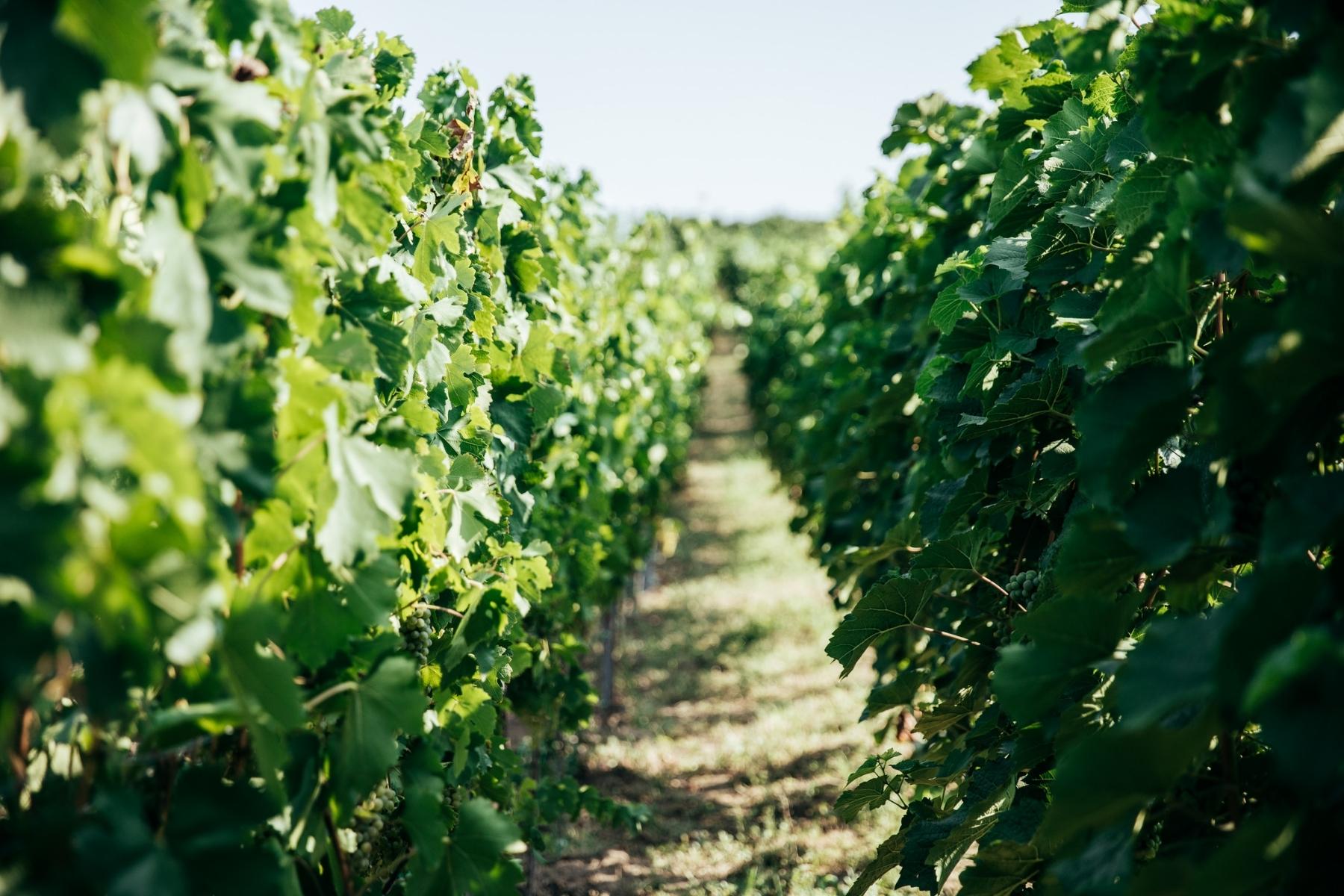 zelene-prace-ve-vinohradu
