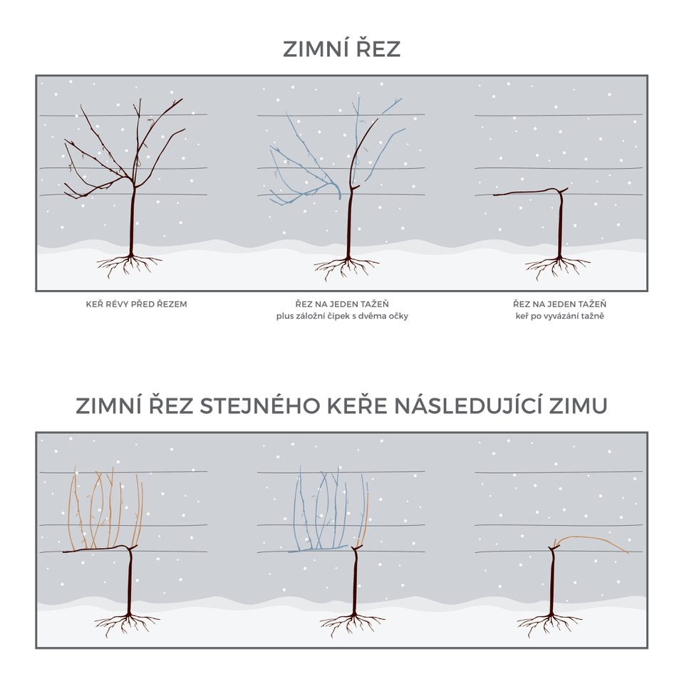zimni-rez-vinne-revy