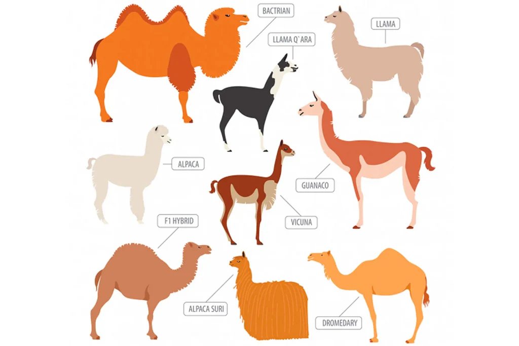 camels_1024x1024