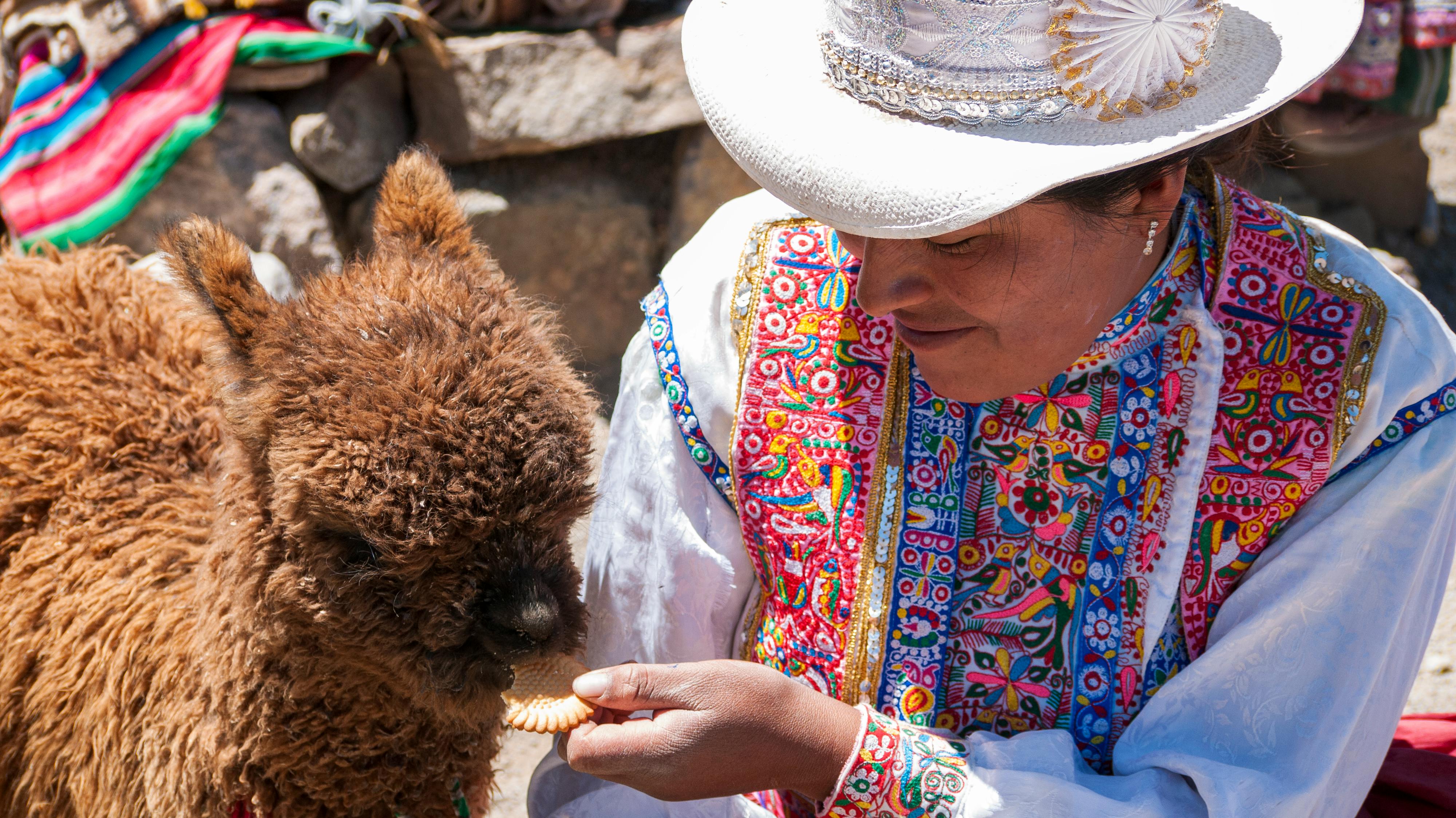 feeding-alpaca