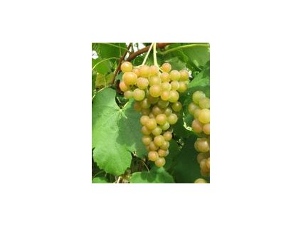 stolova sadenica biela piwi favorit 2577.thumb 198x198
