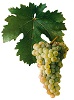 Víno Sauvignon - hrozen