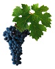 Víno Cabernet Sauvignon máme skladem