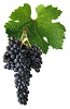 Merlot víno - hrozen