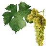 Víno Müller Thurgau - hrozen