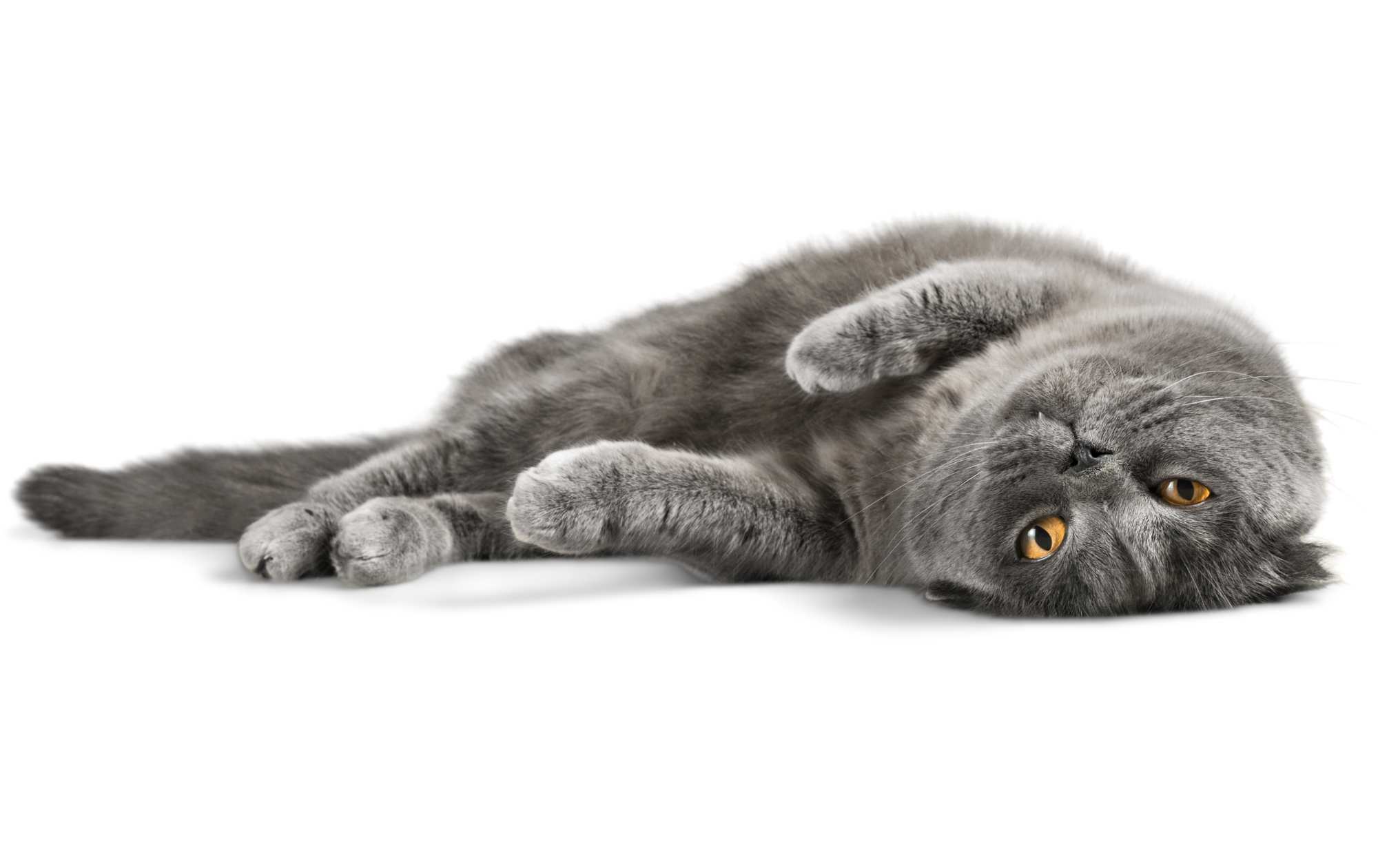 Jak nakreslit kočku