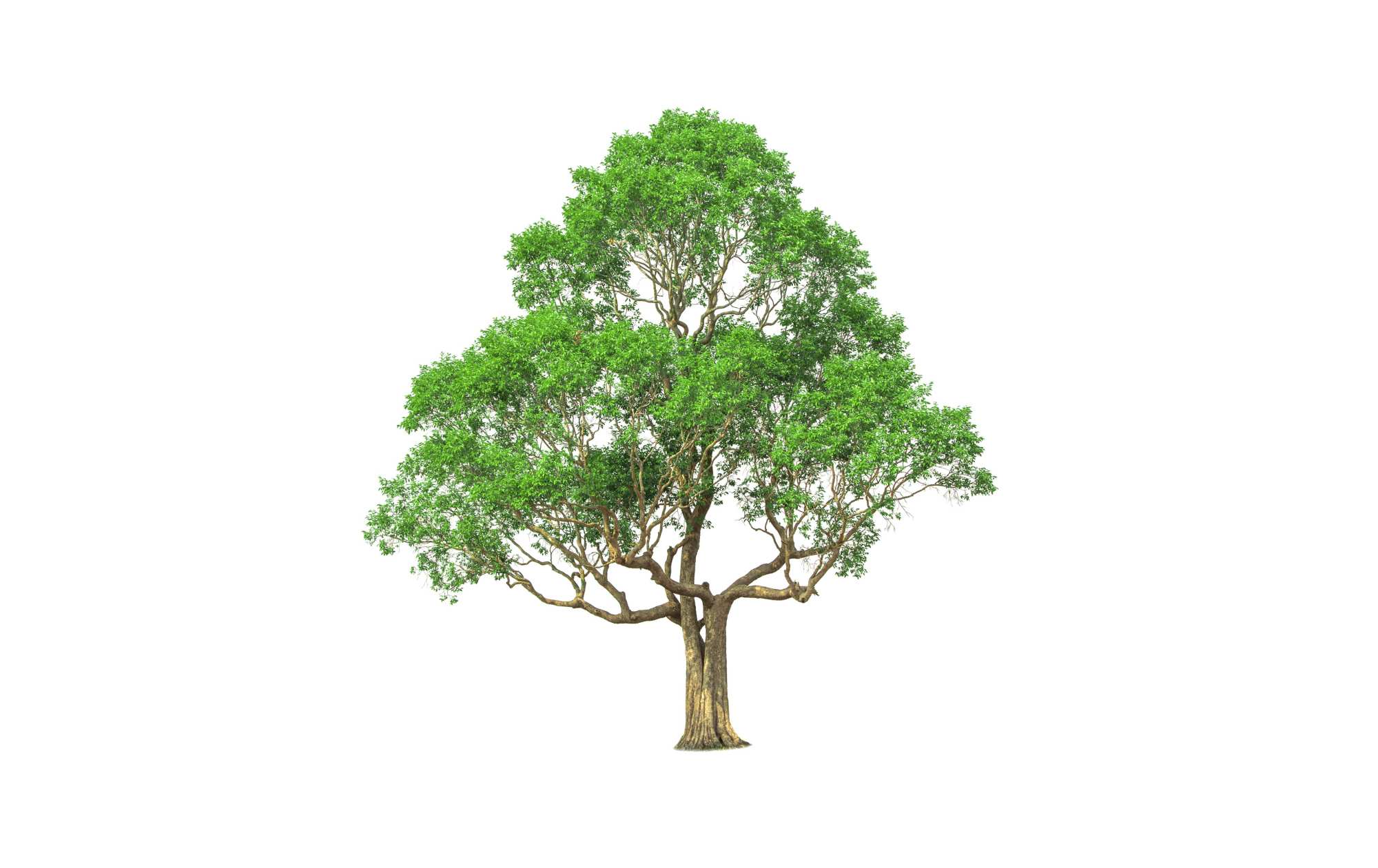 Jak nakreslit strom krok po kroku