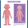 Mideer - Magnetická tabulka Moje tělo